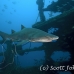 shark_tiger_sand_atlas_h_0196_nca0403.jpg